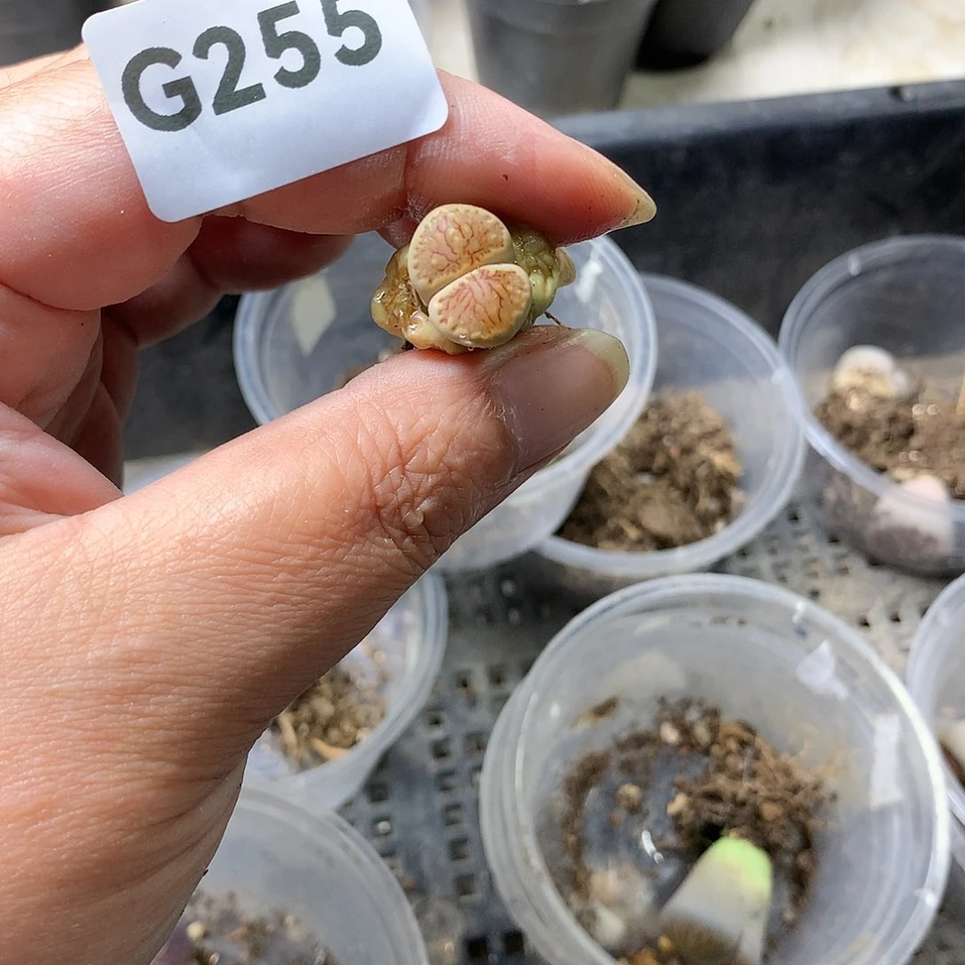 ，**，G255多肉植物保护