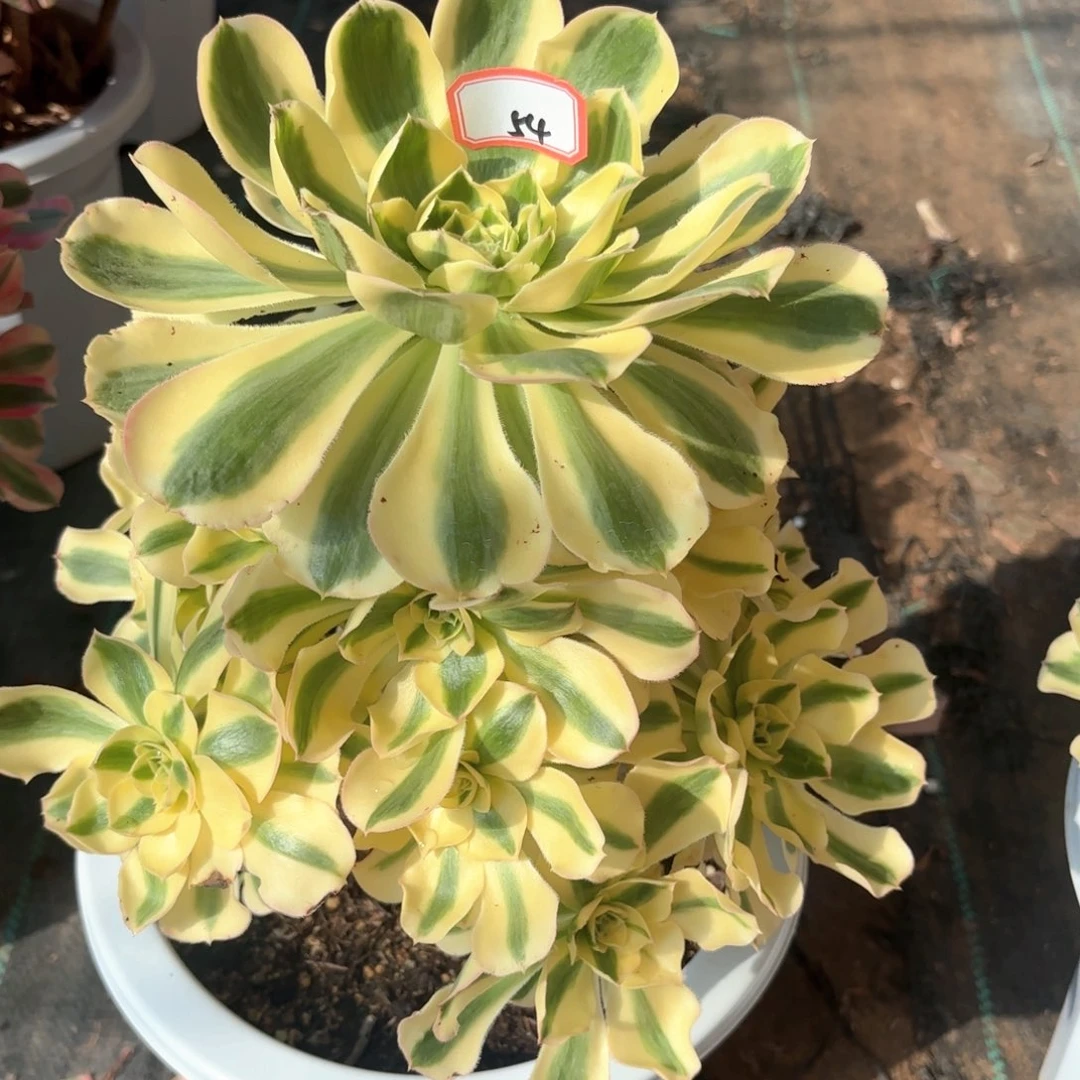 全部花朵无*无54绿破多肉植物