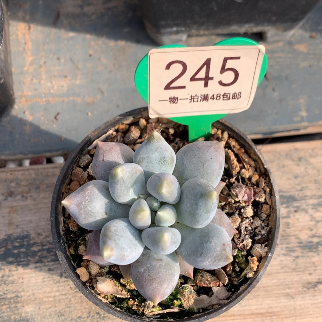 哥特萝莉单头胖体245