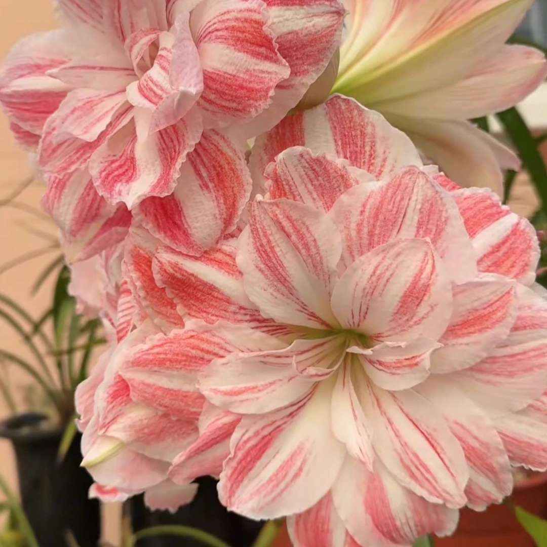 丘南朱顶红基地，惊奇铃声（2cm➕，3cm➕）