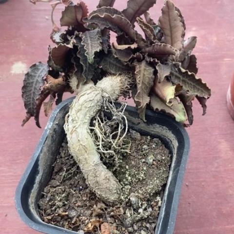 老桩彩叶麒麟2仙人球