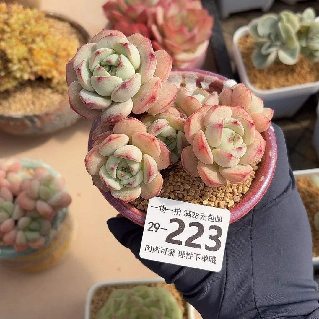 白底香草无盆土发货无