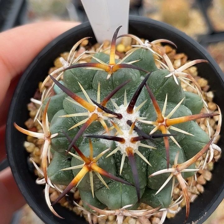 7659 钢钉实生裸根发货