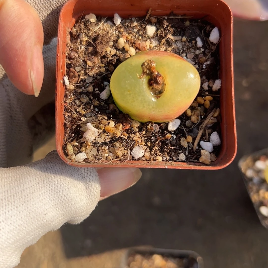 毛汉呃了呃呃呃呃呃呃呃