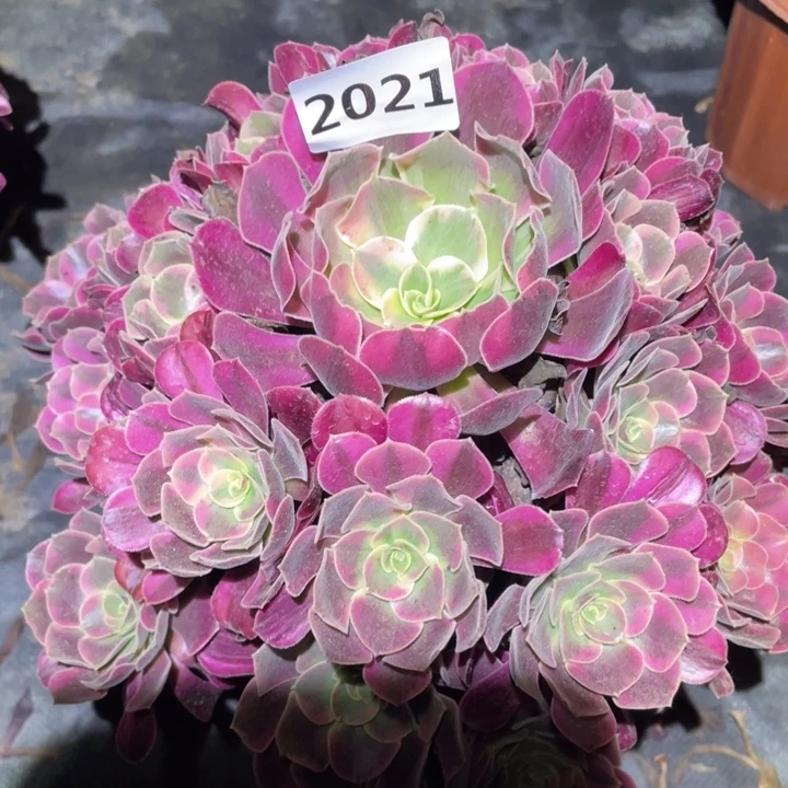 凤冠2021号多肉植物