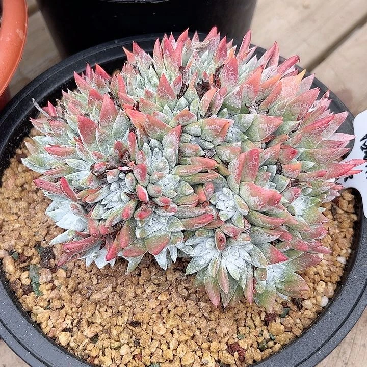 ?小鹿多肉一物一拍1633