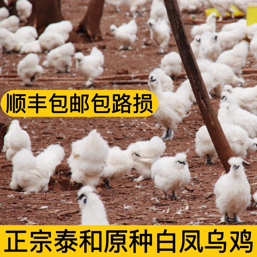 江西正宗泰和原种乌鸡单只八两左右顺丰包邮