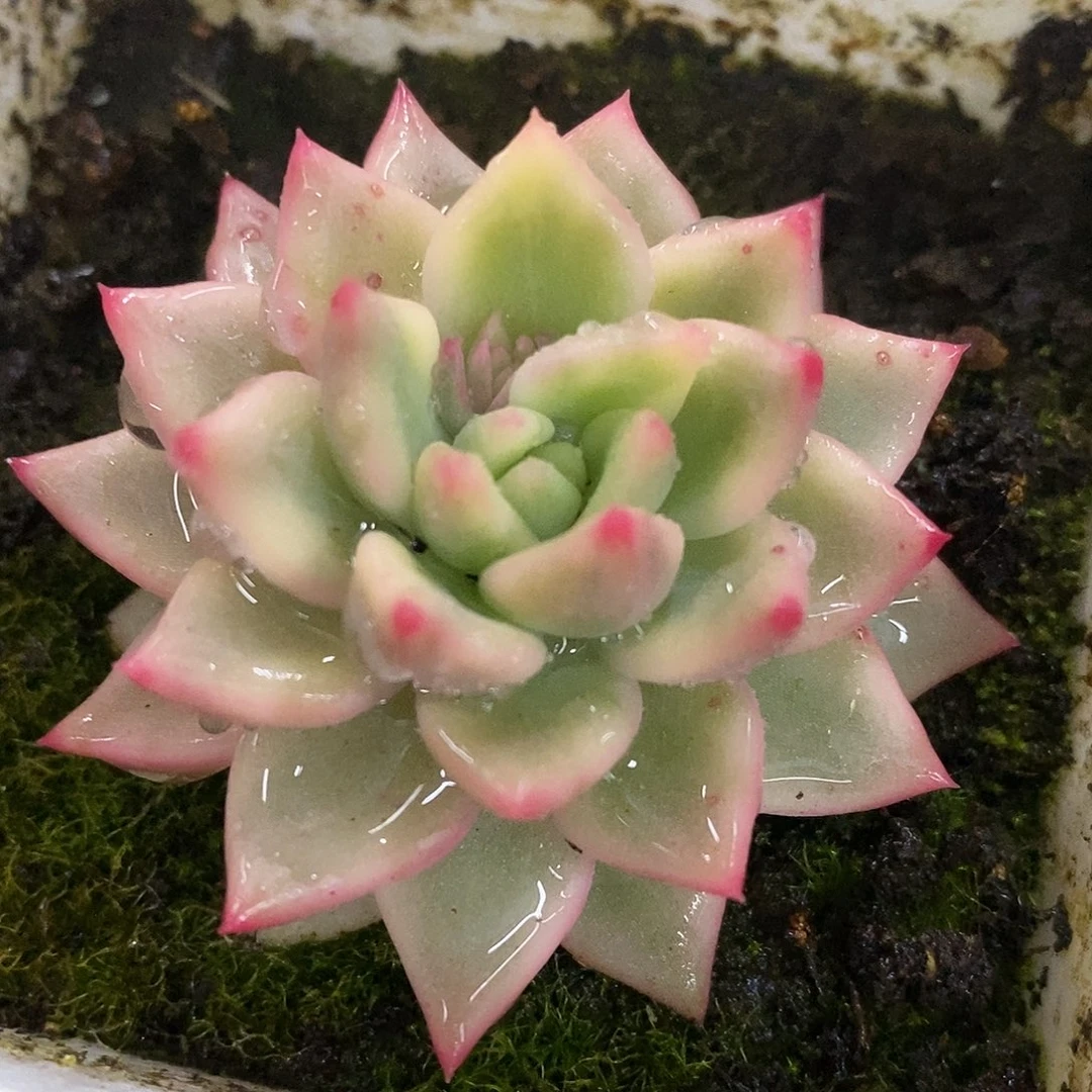 593东云杂哈哈哈哈哈哈