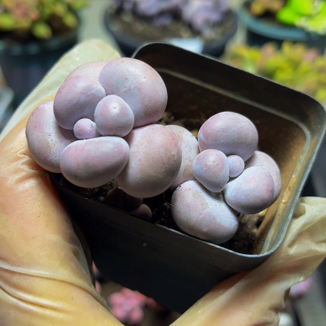 181芭比奶酪6.5厘米多肉