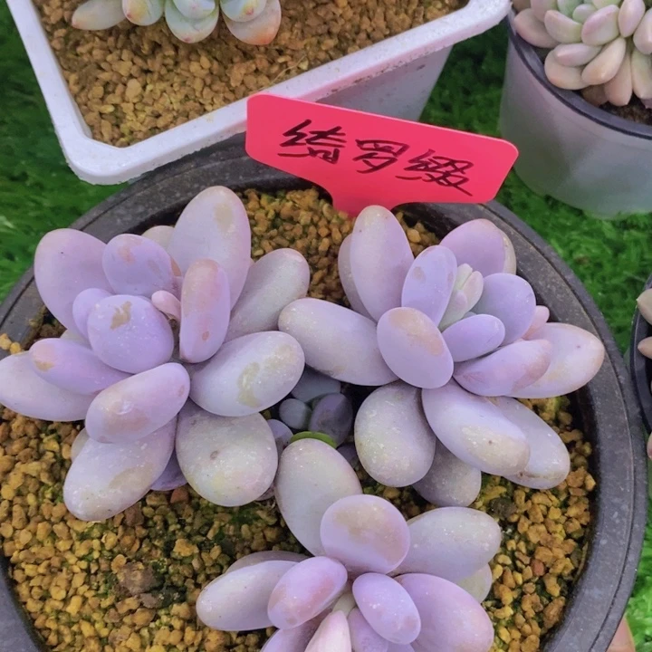 多肉植物，开心多肉