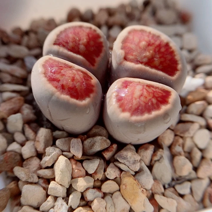 生石花花花花花花花花672