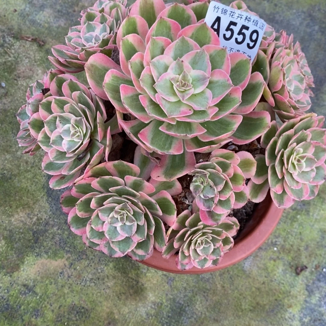 有瑕疵福利云合559