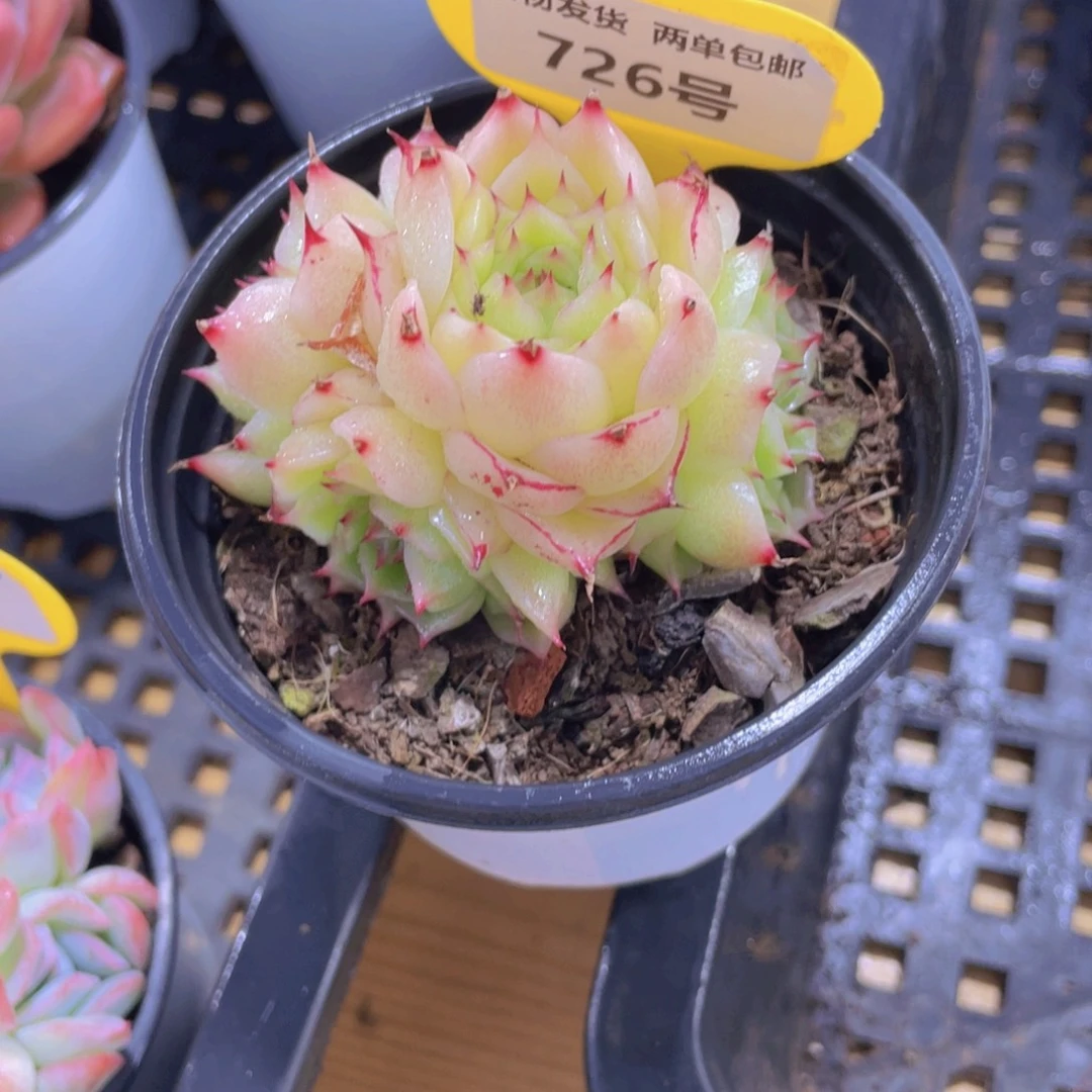 726号 凤凰火麦秆多头