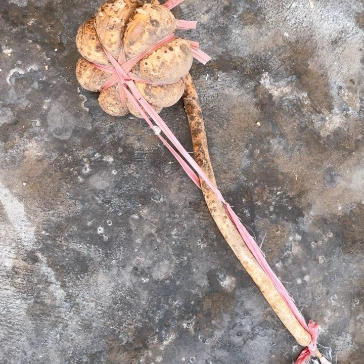 王****馆如意瑕疵葫芦葫芦