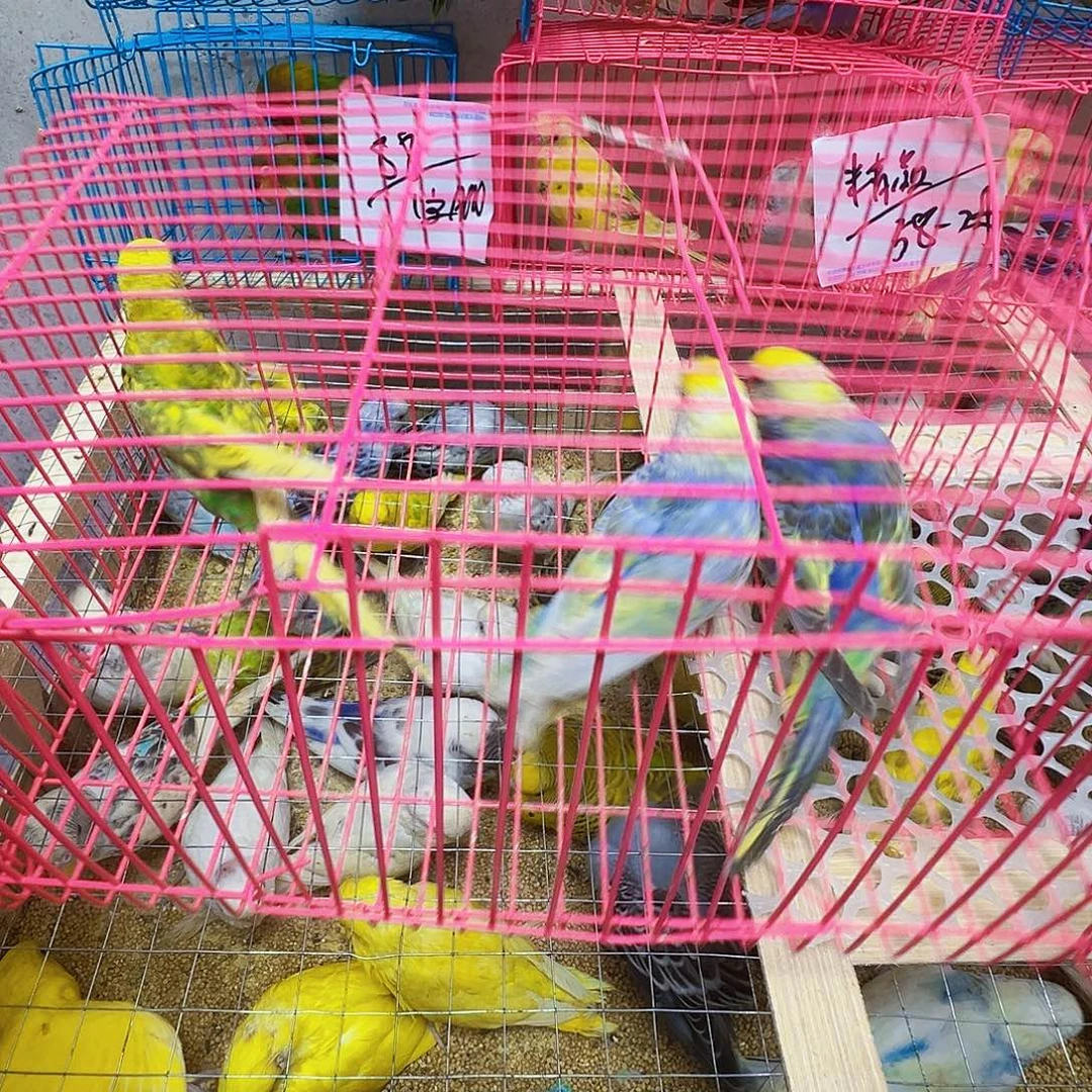 虎皮鹦鹉包活到家