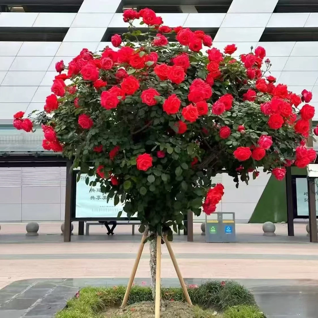 老桩月季树四季浓香型大花多季节重复开花适合别墅庭院造景