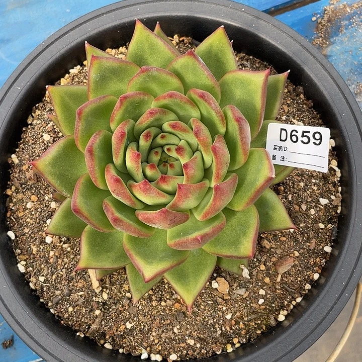 若如东云单拍D659