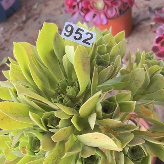 凤***多肉植物一个法师