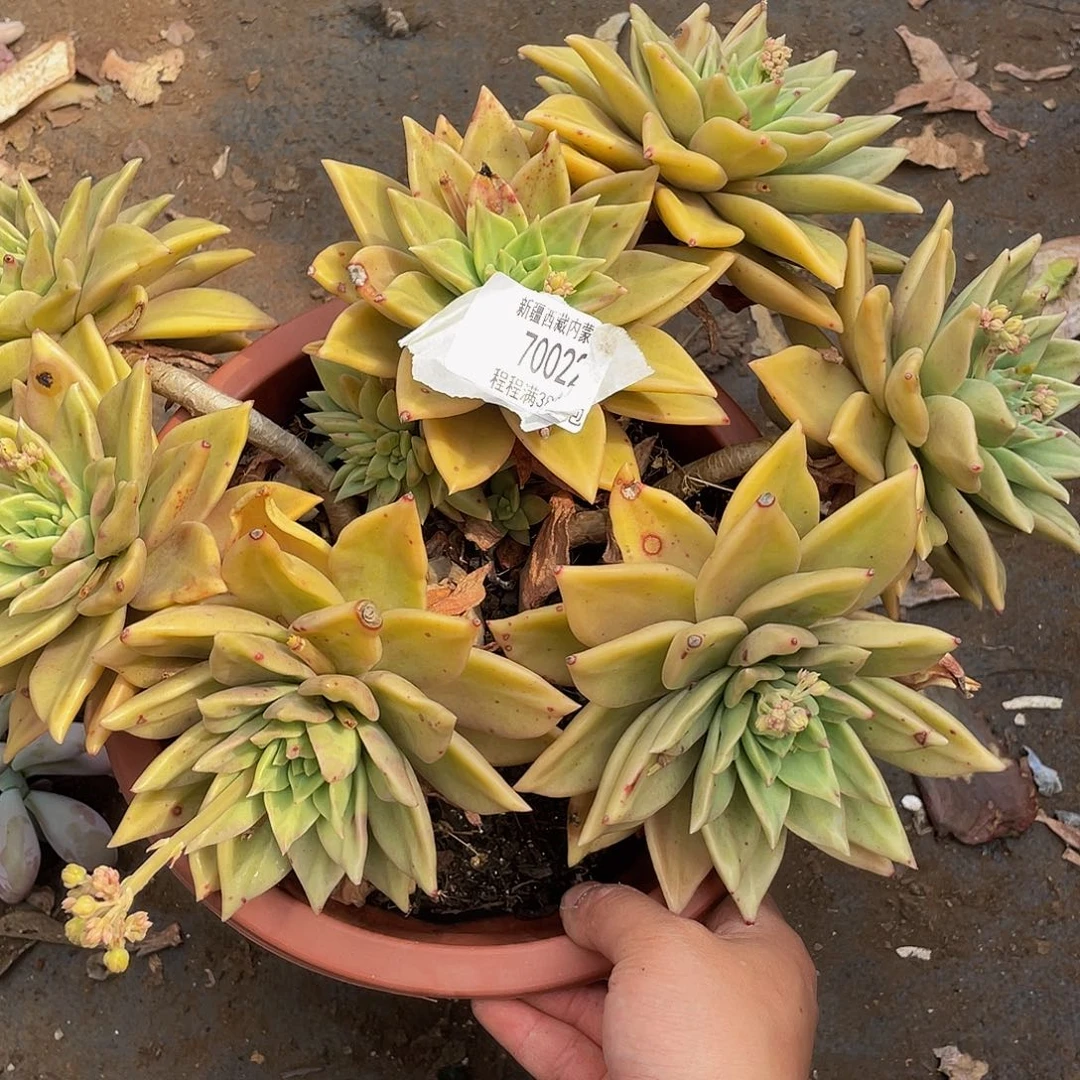 海*表丽娜70022多肉