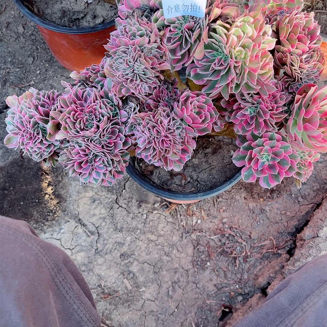 无花朵琳**琳多肉植物162