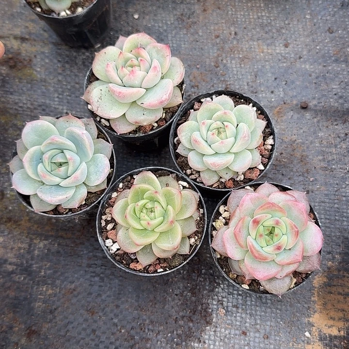 27-3宽叶珍妮五颗量拍左五