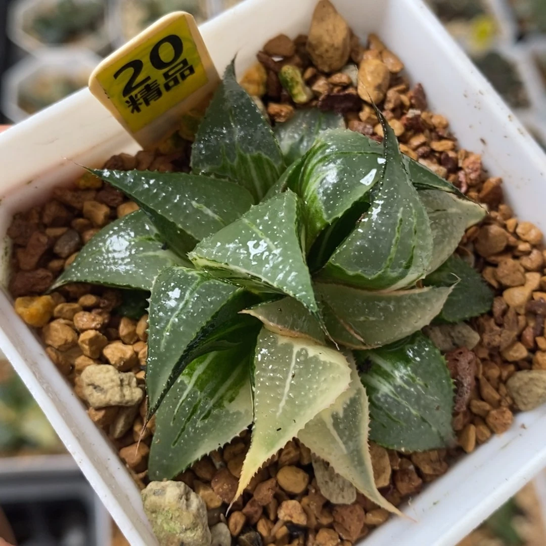 20芭提雅十二卷多肉植物