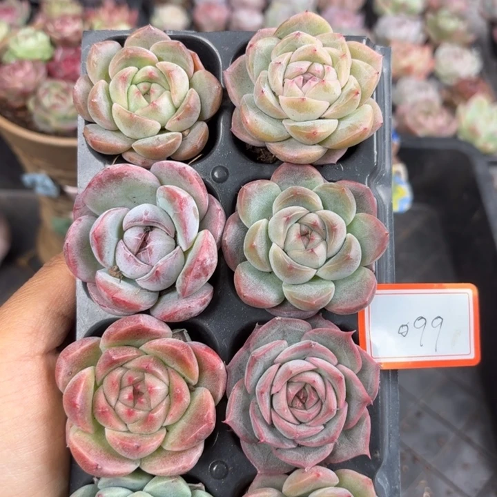 精品直播一物一拍099