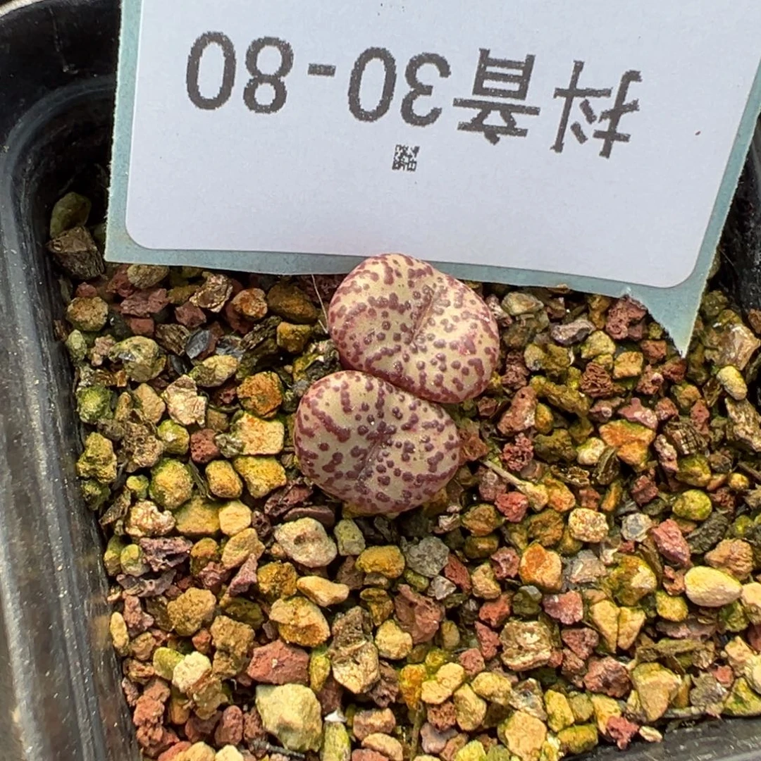 姬***君30-80肉锥多肉植物