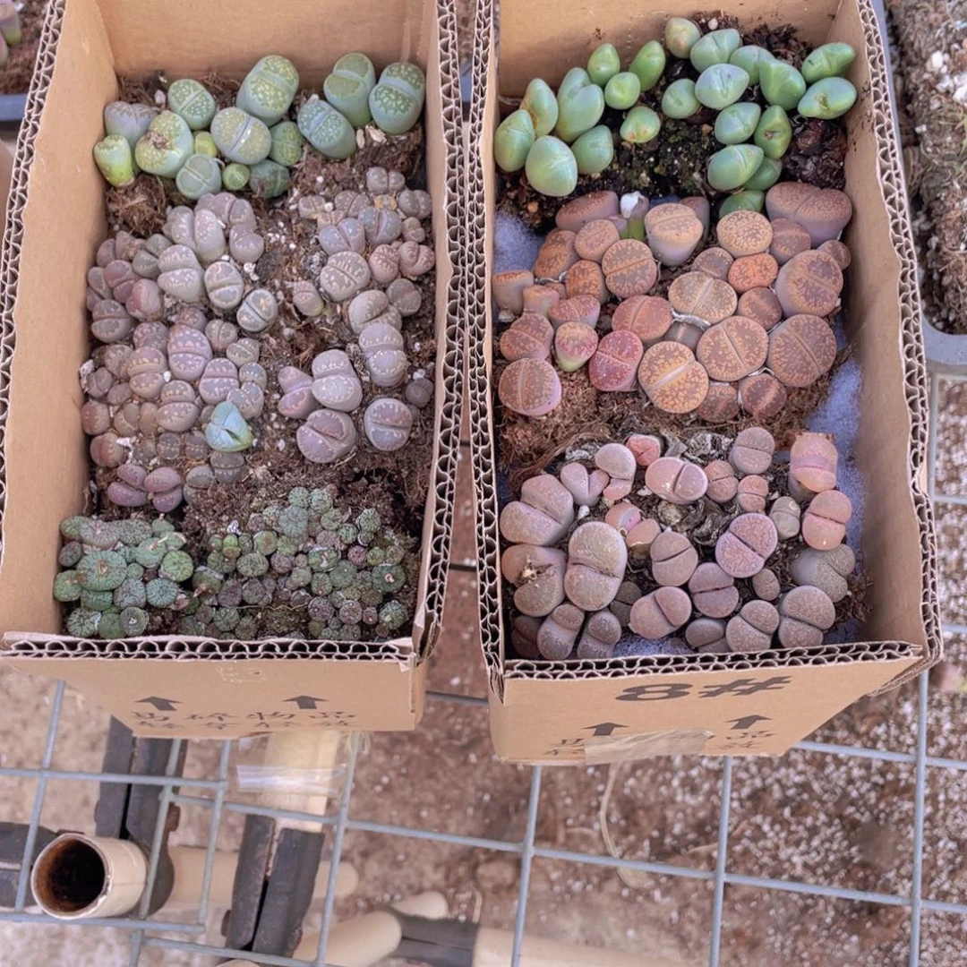 一箱2层88888888888