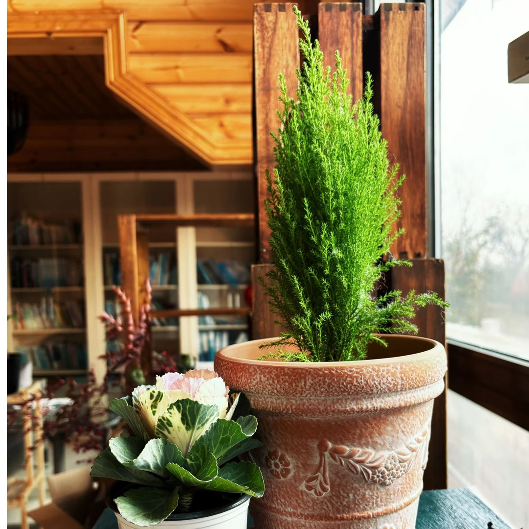 小香松圣诞树盆栽四季常青可驱蚊适合室内外办公室绿植客厅