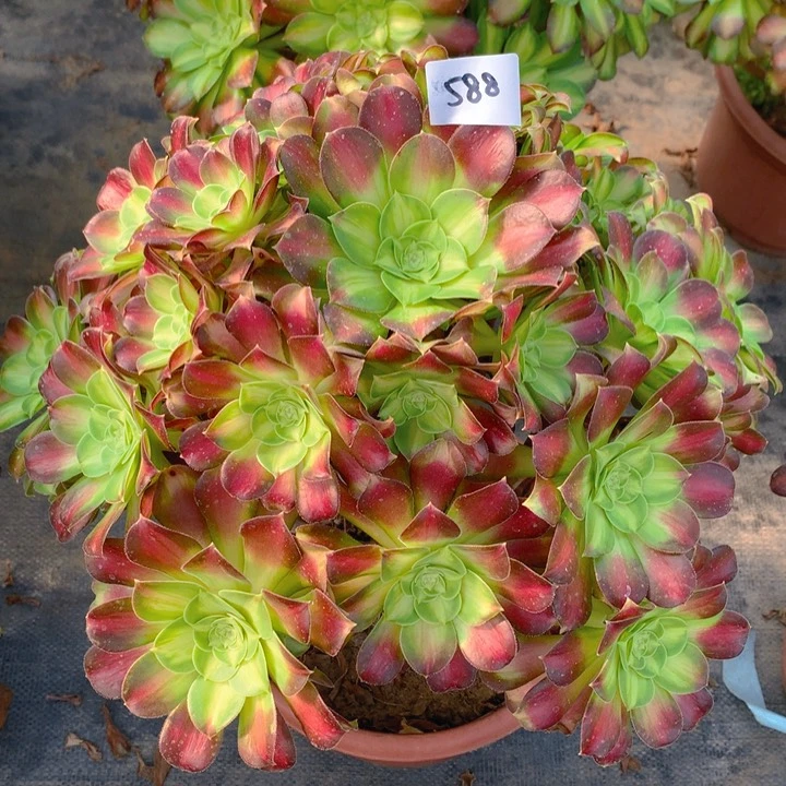 588韶华花精品法师多肉