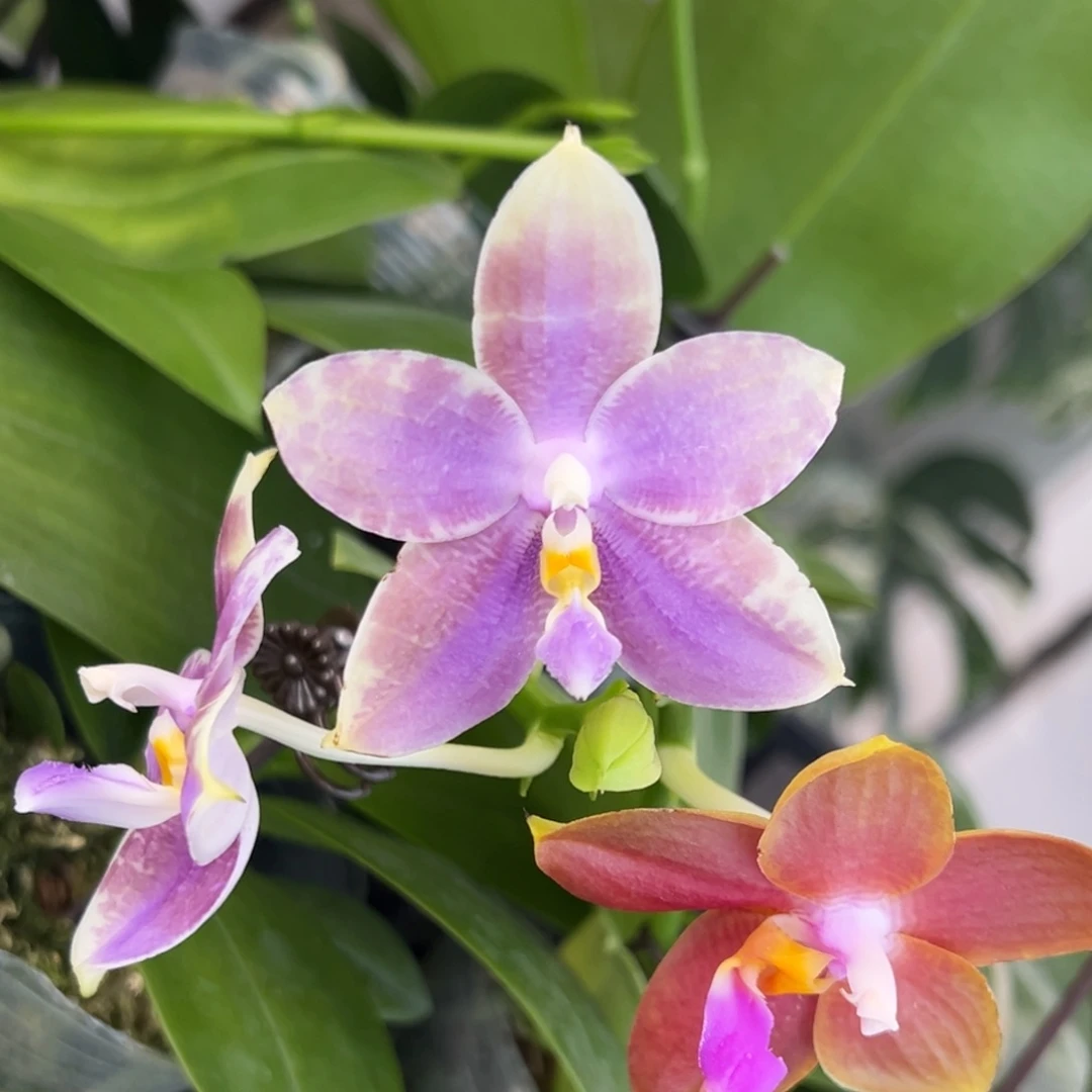 完全开放20号，128米