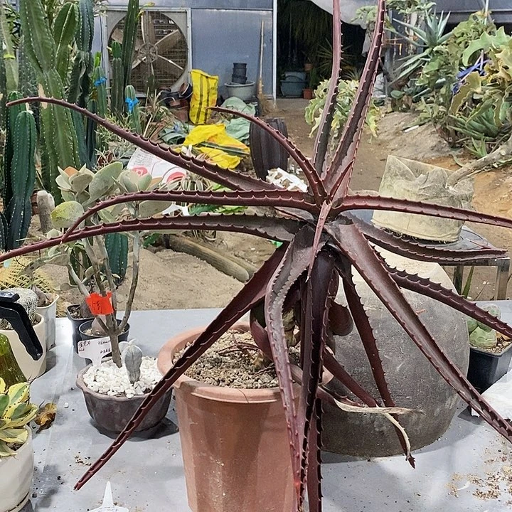 爱***树30号拍品。