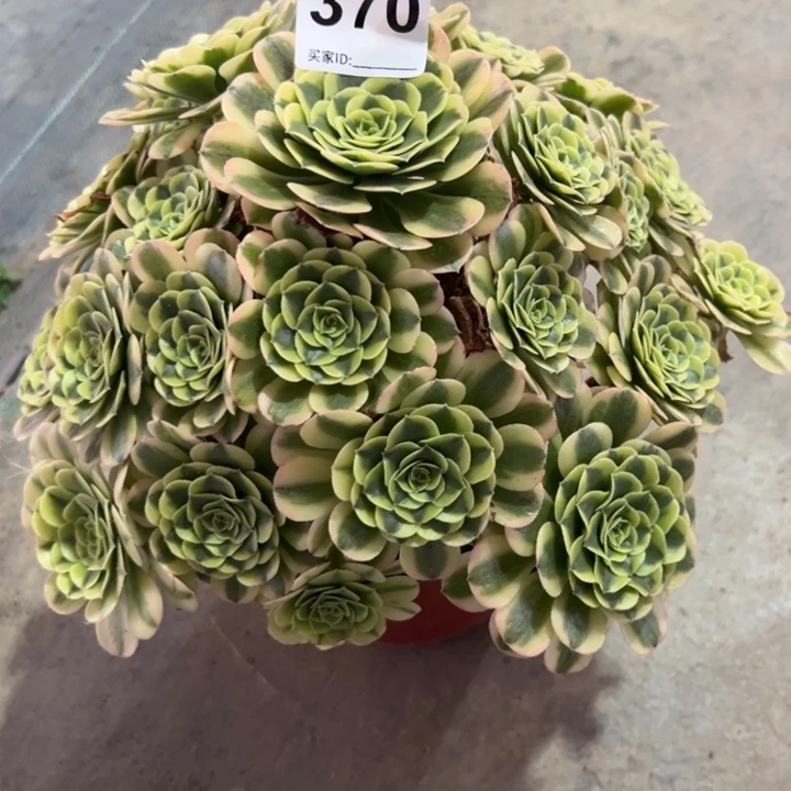 370绿豆沙30厘米左右