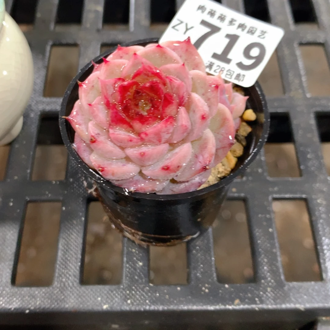 肉萌萌拇指盆精控多肉ZY719