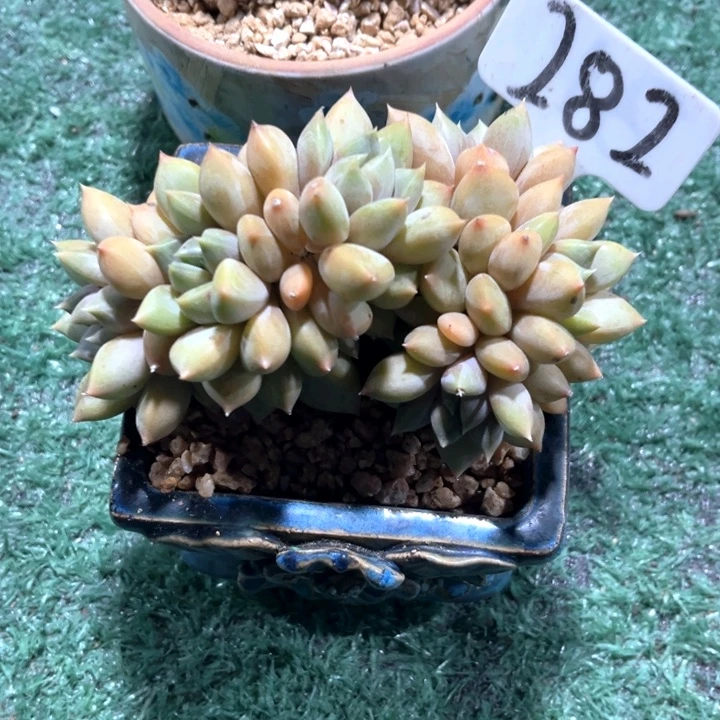 红象牙282号码牌子的话