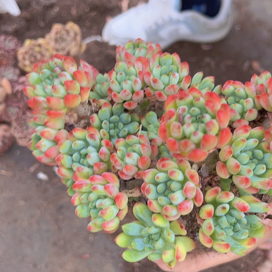 蓝苹果 多肉植物