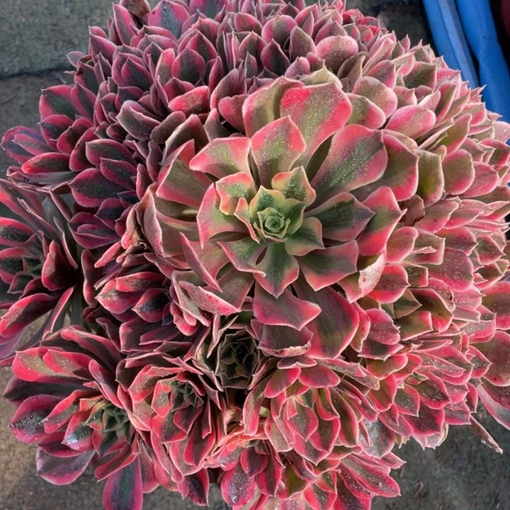 323红粉佳人精品法师多肉