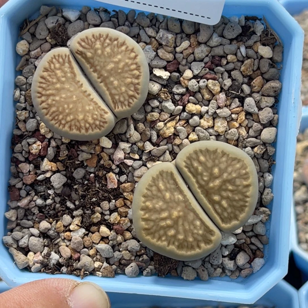 4217柠檬菊2颗尺寸2.5