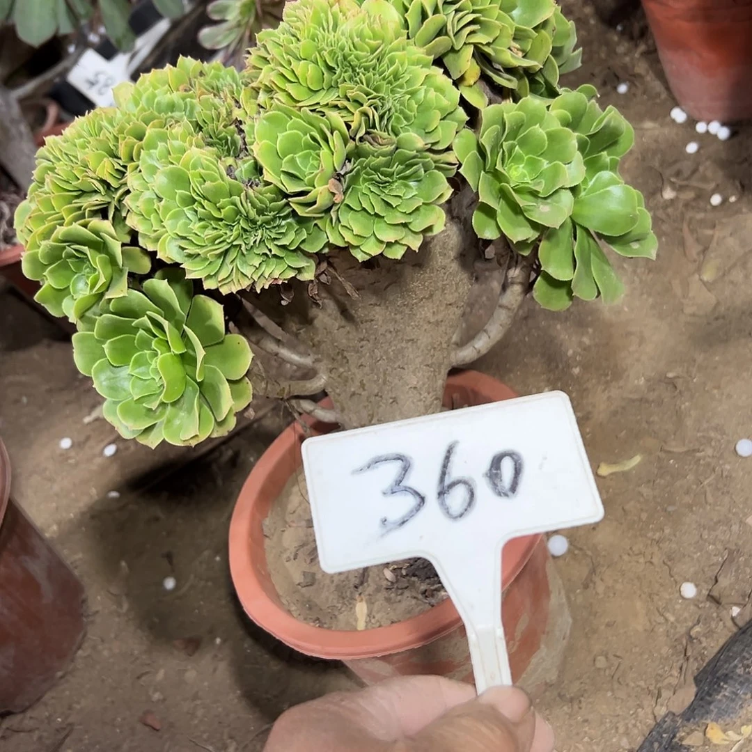 多肉植物绿羊绒缀花360