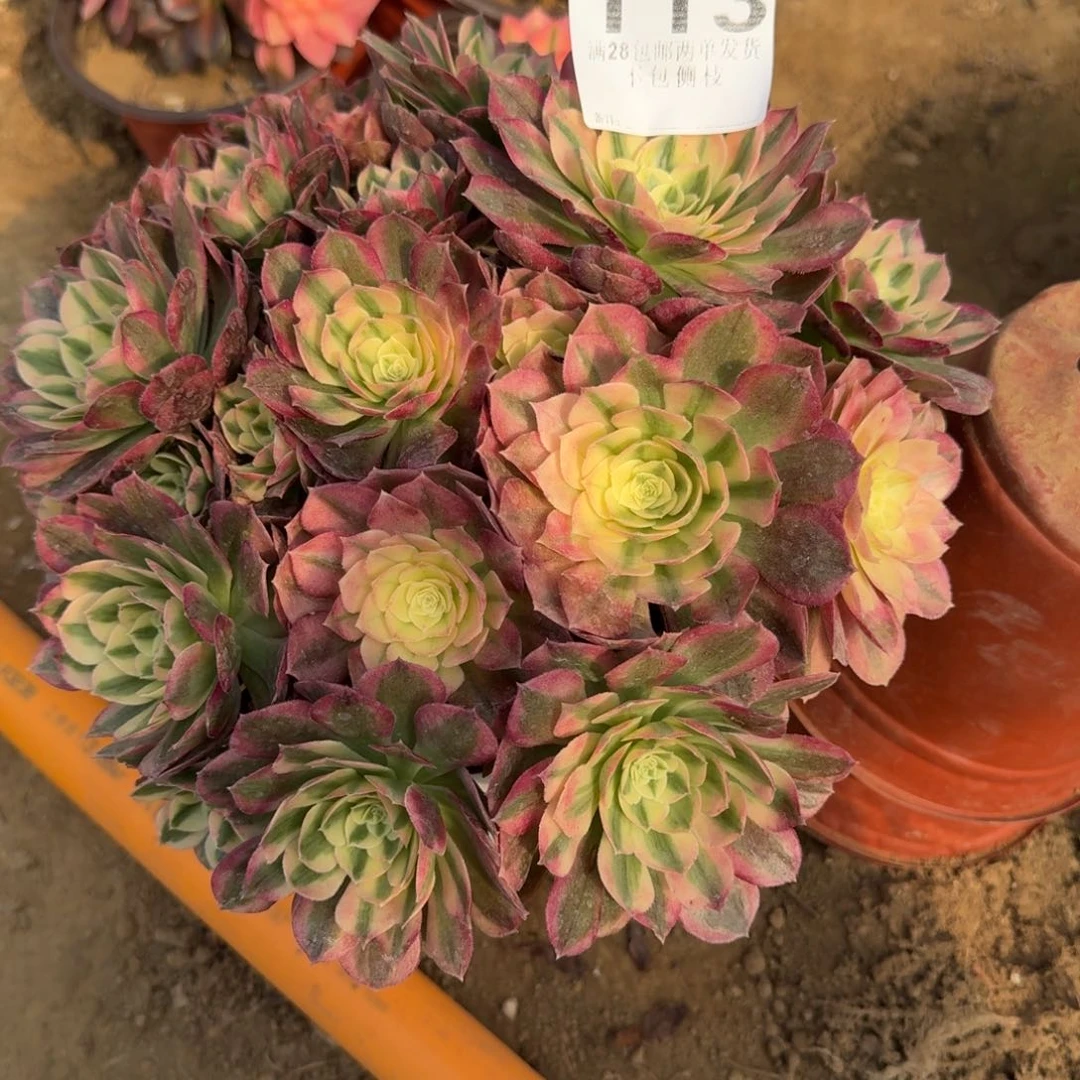 春*113号玉滋清棚不包损