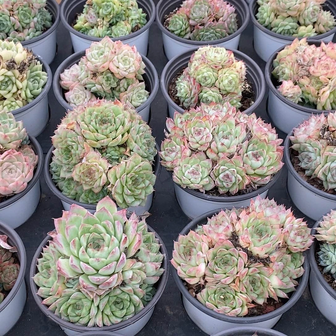 金汇园艺，52麦杆群不包整