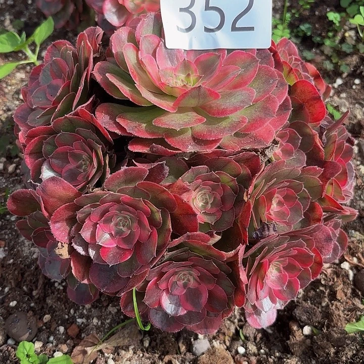 多肉植物荔枝352个