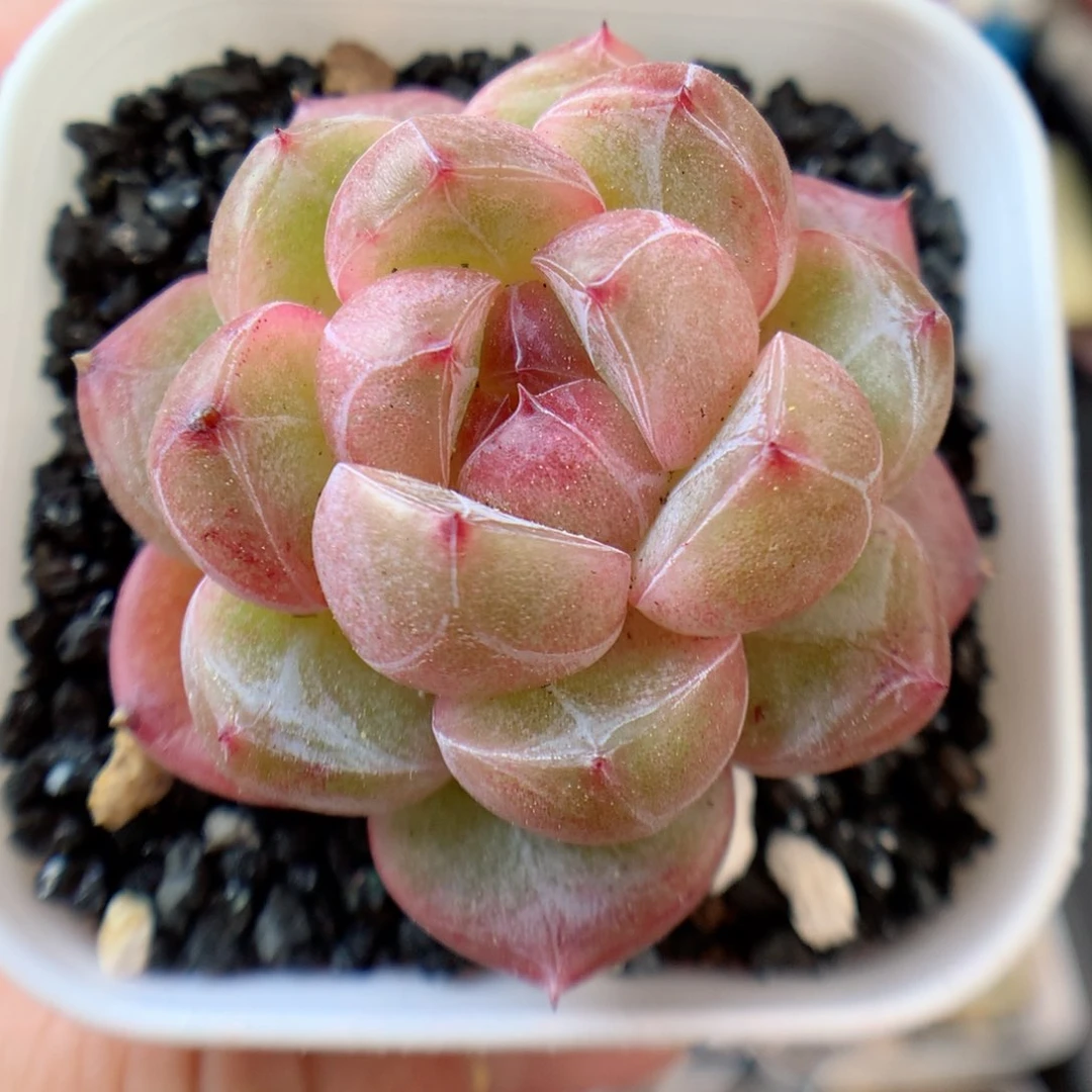 一物一拍精品多肉。珍妮56