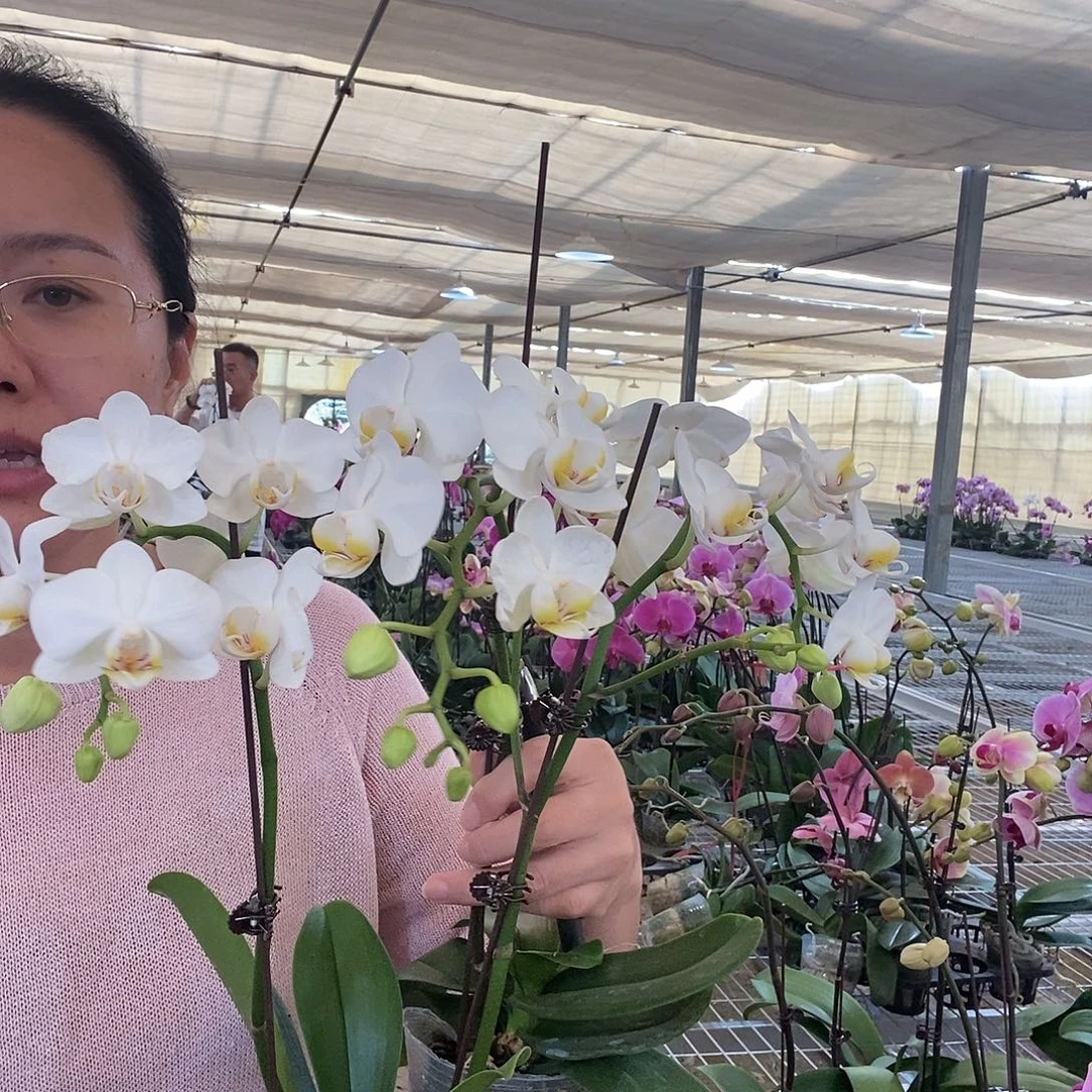 完全开放小白花2克组合444