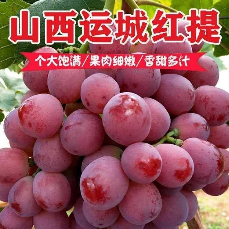 【顺丰直达】山西新鲜现摘有籽红提葡萄红地球非克伦生应季孕妇水果