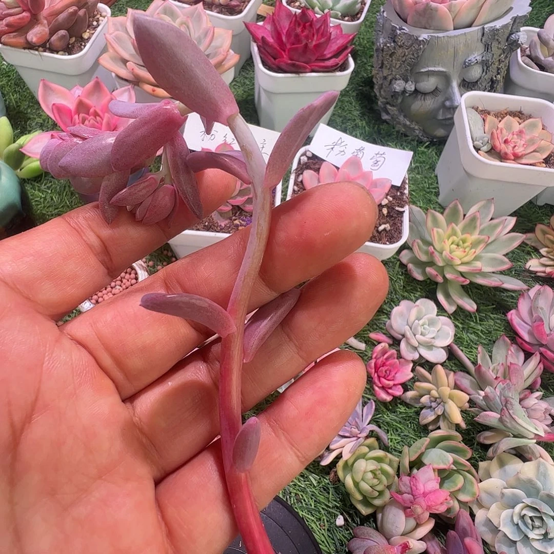 开***兔多肉植物多肉植物