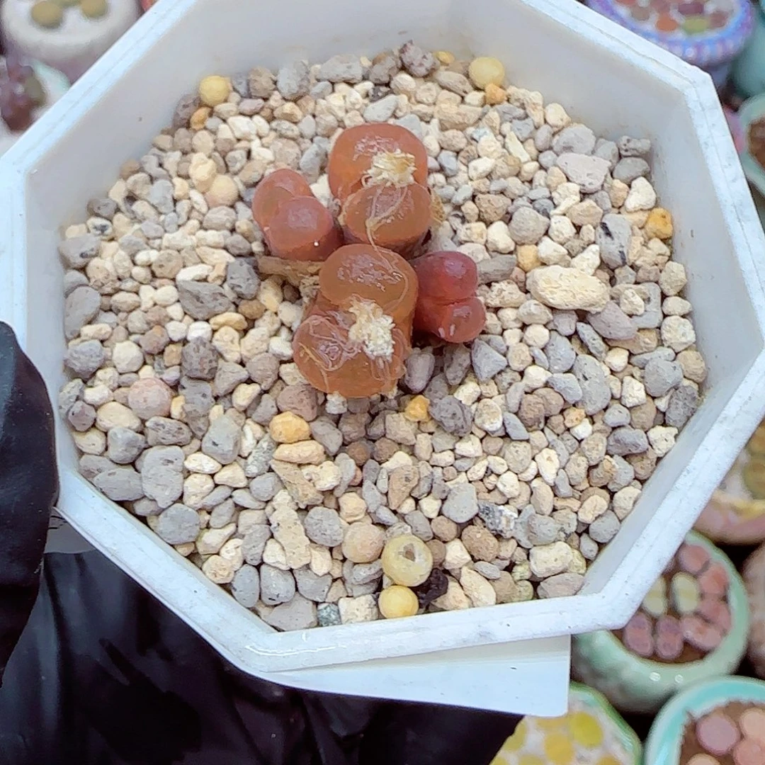 生石花满18包邮1231-19