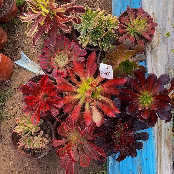 247 法师斤多肉组合