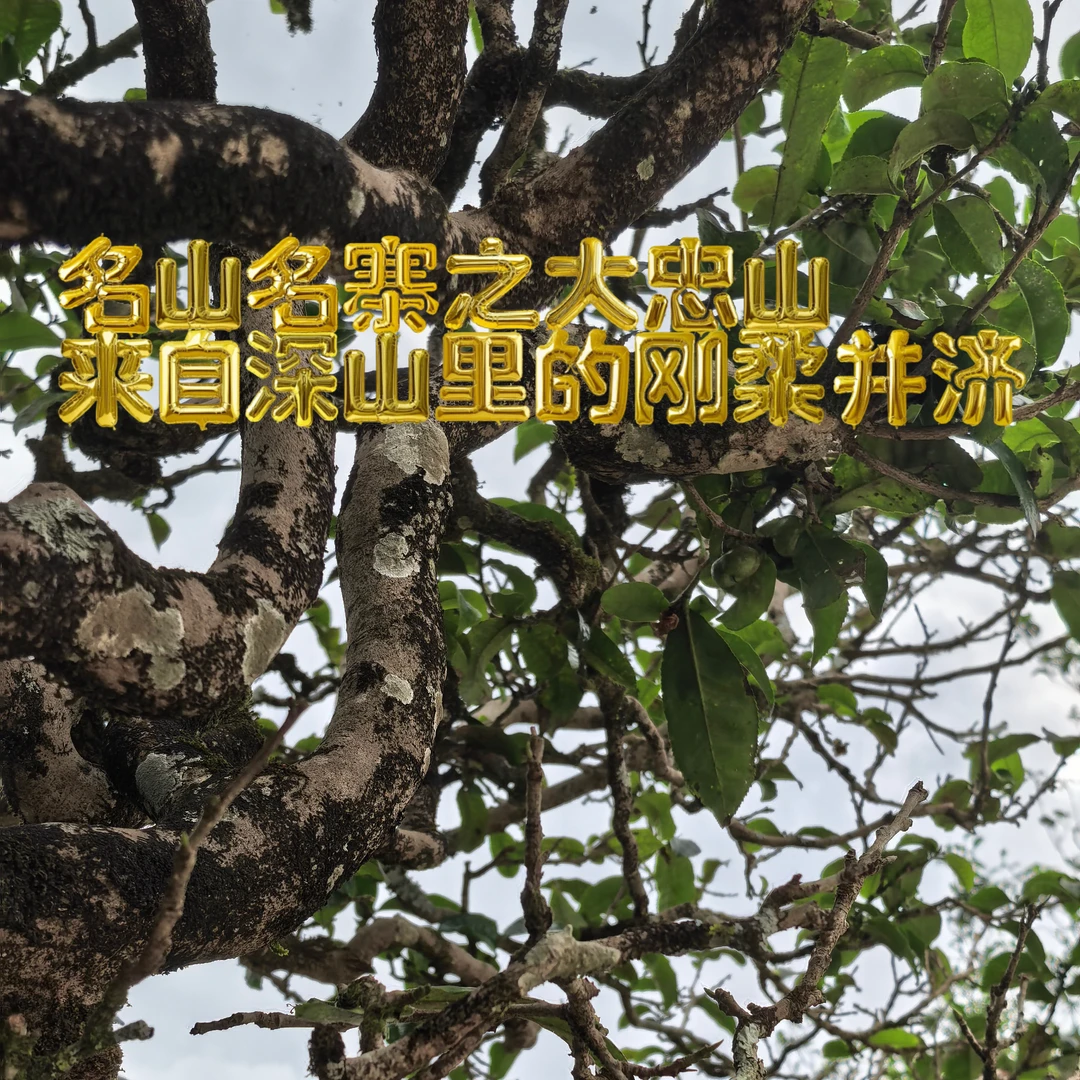 2024年大忠山大树头春【新人必拍交个朋友】普洱生茶25颗龙珠